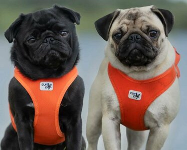 Puck en Guus